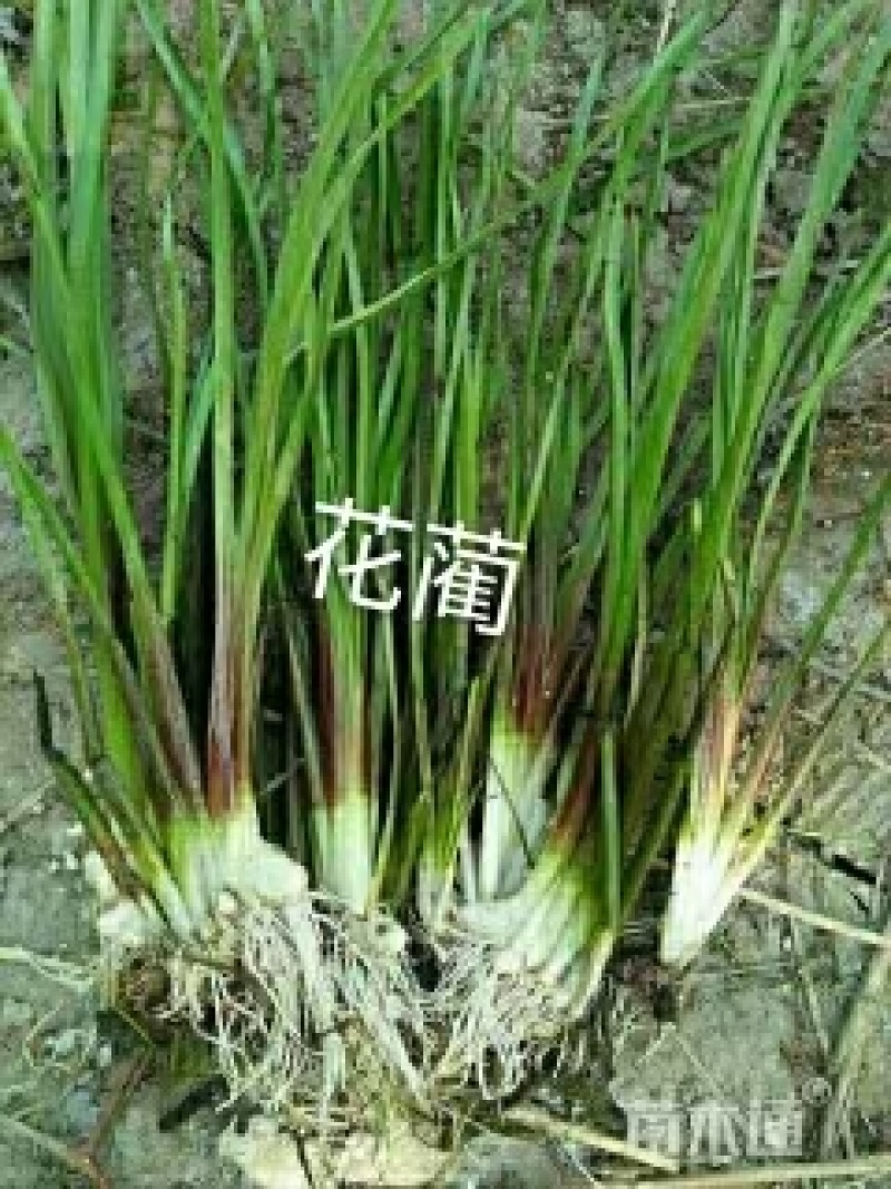 白洋淀各种盆栽水生植物，可种植在河边，公园，人工浮岛上，