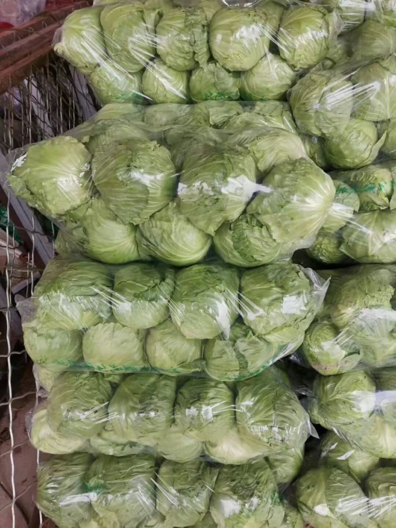 中甘中甘甘蓝牛心菜大量现货质量保证诚信经营
