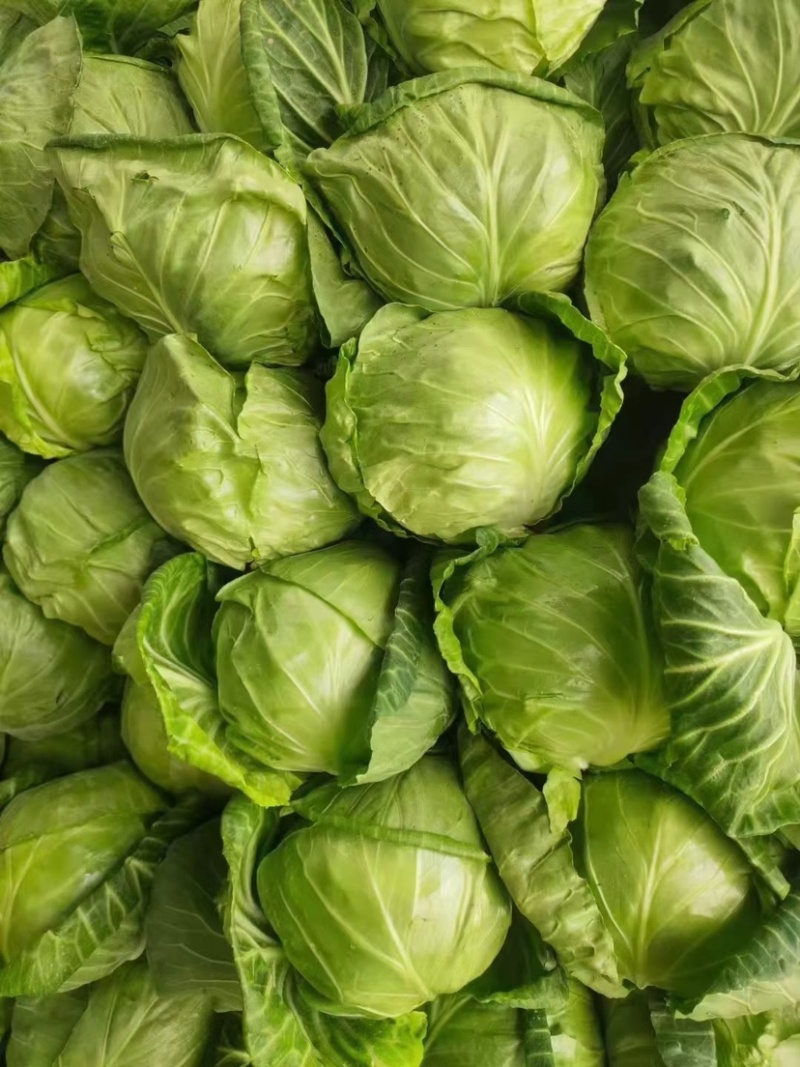 中甘中甘甘蓝牛心菜大量现货质量保证诚信经营