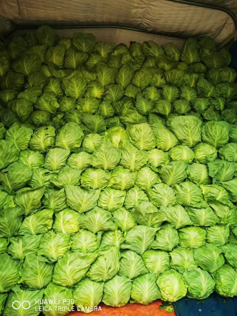 中甘中甘甘蓝牛心菜大量现货质量保证诚信经营