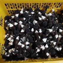 黑皮鸡枞广西产地常年直供全国