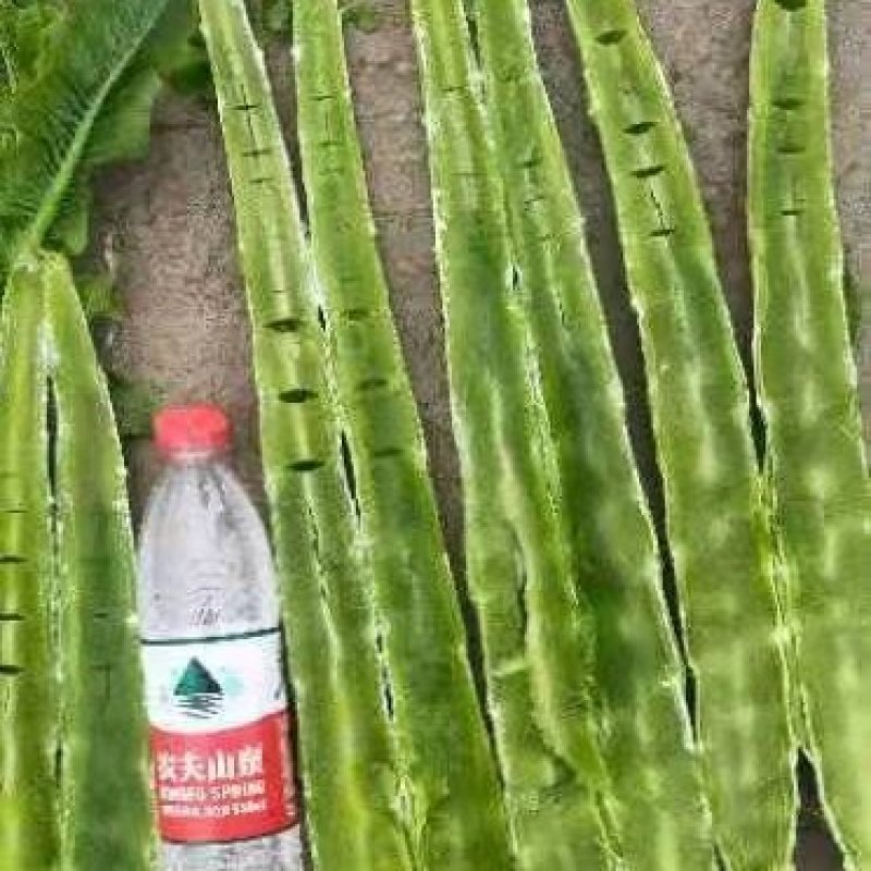 三青杆子，工厂货