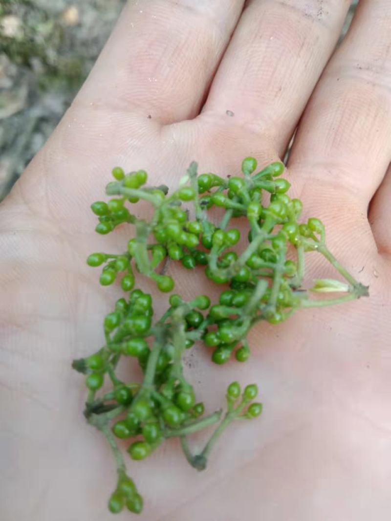 山胡椒