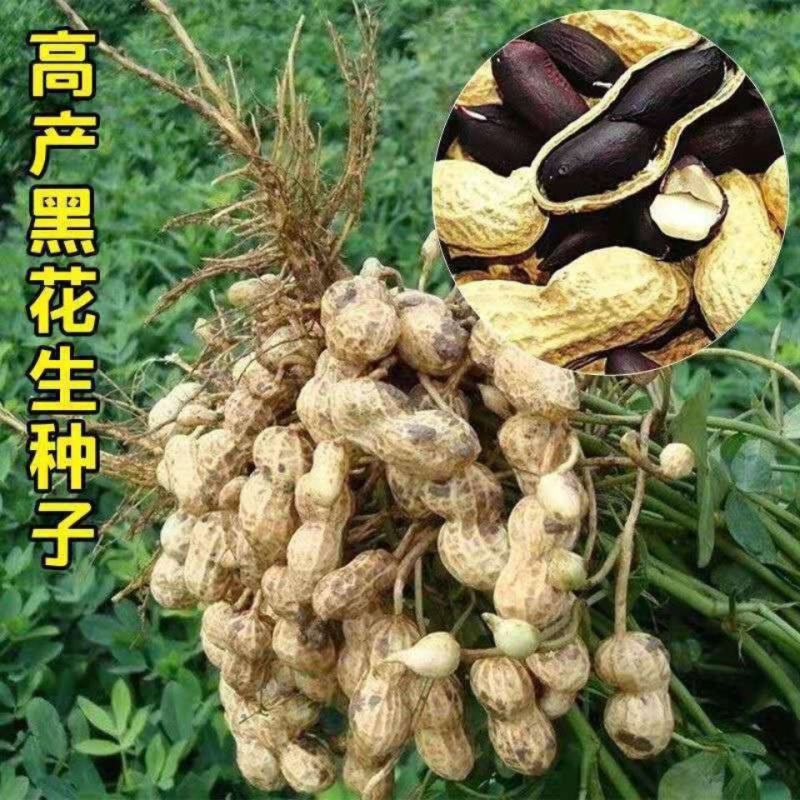 黑花生种子带壳富硒黑色花生原种农家自选大田播种黑紫花