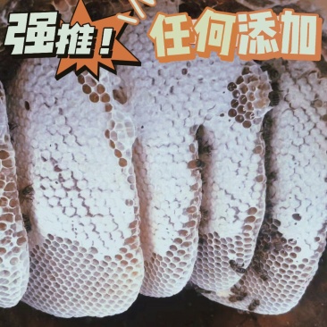 四川省高海拔无公害野生放养树桶蜂蜜