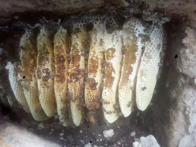 四川省高海拔无公害野生放养树桶蜂蜜
