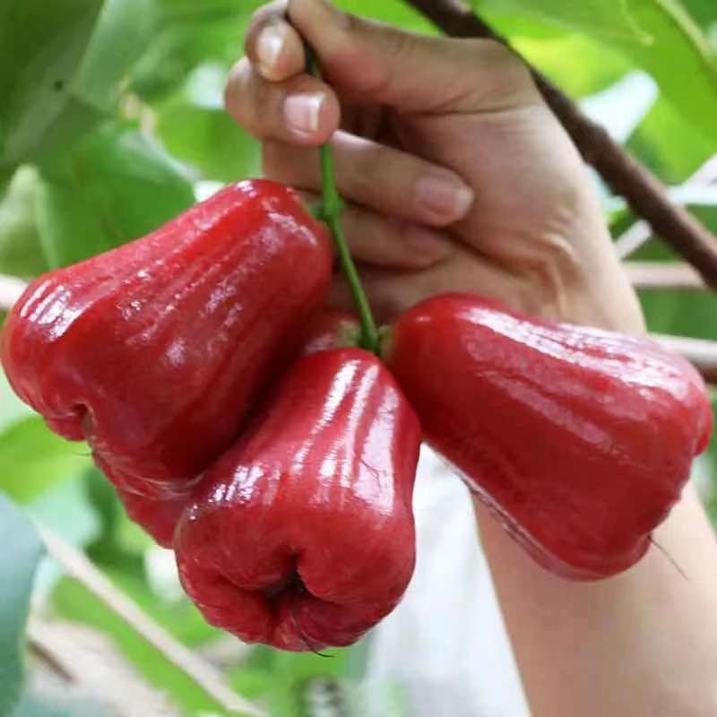 【海南品质黑金刚产地发货】发顺丰黑金刚海南莲雾水果