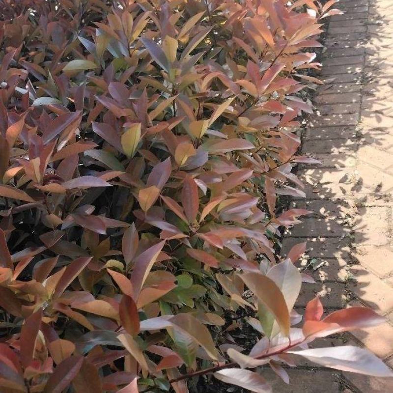 红叶石楠枝条