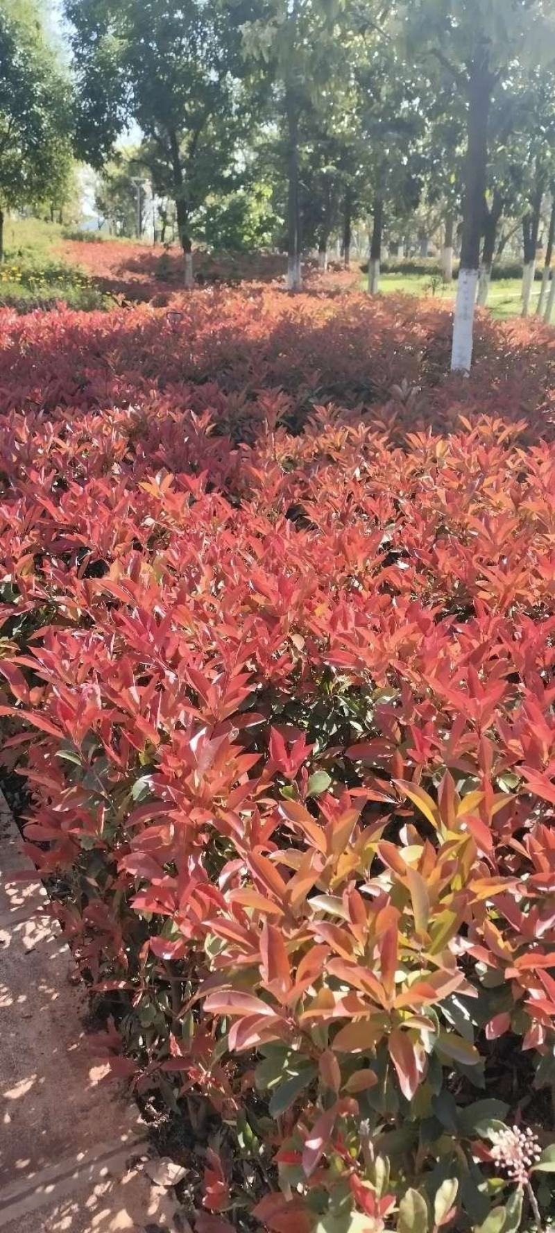 红叶石楠枝条