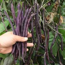 紫色地豆种子无架豆角种子长豆角种子高产四季蔬菜种子