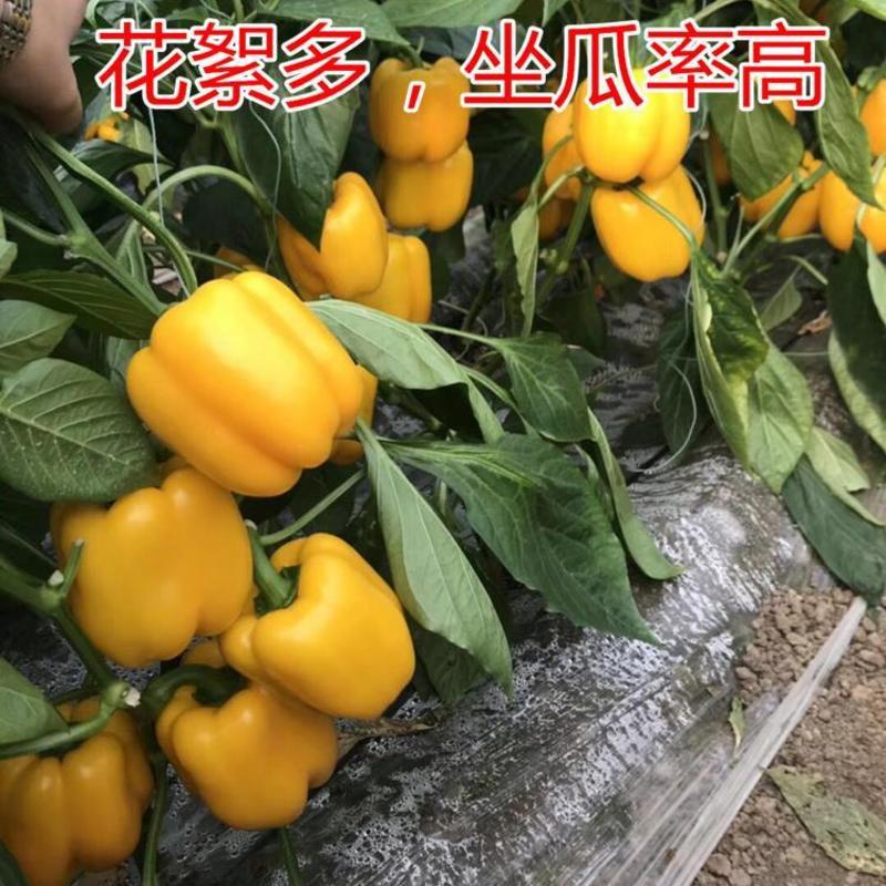 黄色甜椒种籽种子孑红甜椒苗灯笼彩椒辣椒种植籽种菜椒苗四季