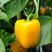 黄色甜椒种籽种子孑红甜椒苗灯笼彩椒辣椒种植籽种菜椒苗四季