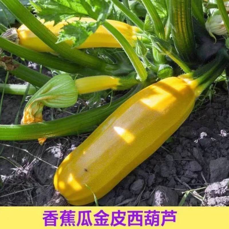 香蕉西葫芦种子苗子水果型能生吃黄色西葫芦种籽春季四季蔬菜