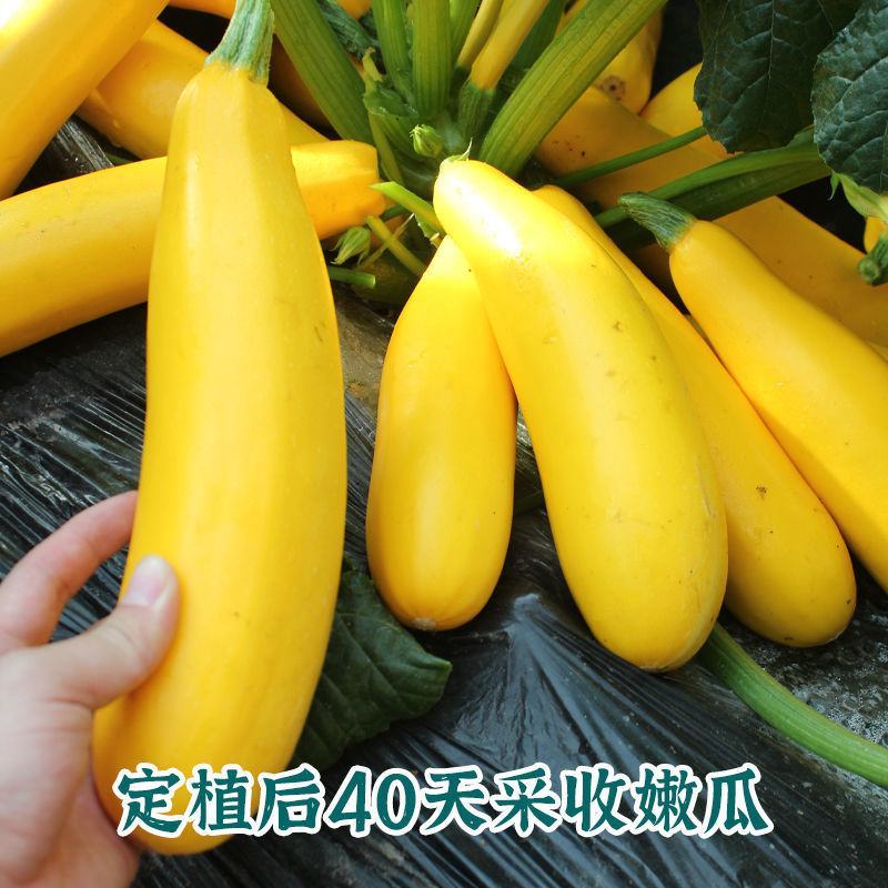 香蕉西葫芦种子苗子水果型能生吃黄色西葫芦种籽春季四季蔬菜