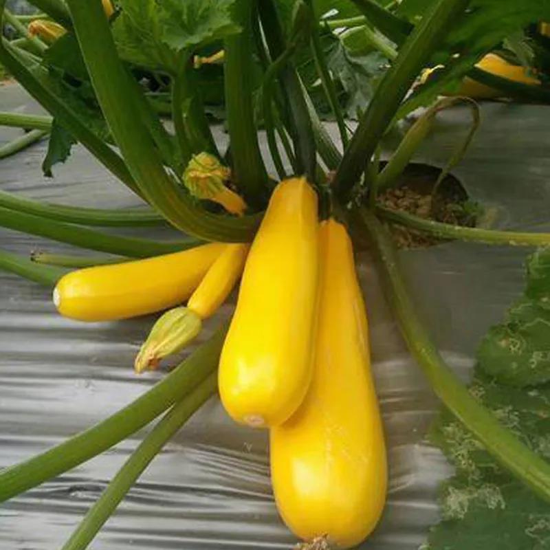 香蕉西葫芦种子苗子水果型能生吃黄色西葫芦种籽春季四季蔬菜