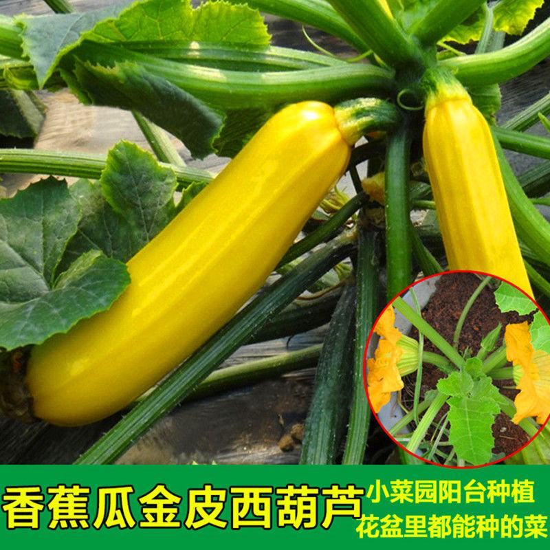 香蕉西葫芦种子苗子水果型能生吃黄色西葫芦种籽春季四季蔬菜