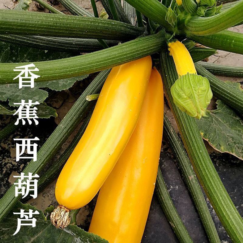 香蕉西葫芦种子苗子水果型能生吃黄色西葫芦种籽春季四季蔬菜