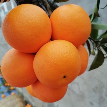 重庆市奉节县脐橙倒计时，水份充足，个头均匀，味道好极了