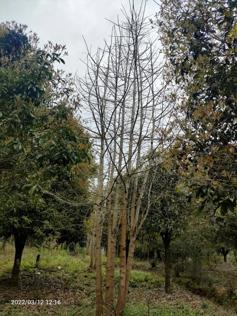 银杏树低分枝主杆树大量上市，基地直发规格齐全，欢迎联系