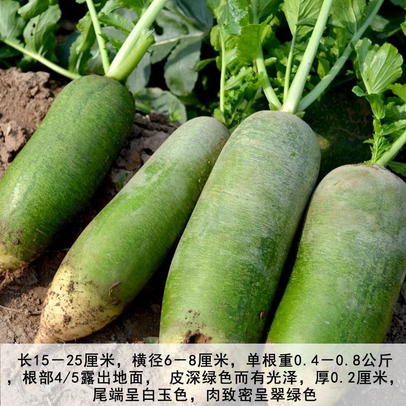 冰糖水果萝卜种子生吃脆甜农家蔬菜种孑四季播种耐热绿萝卜种