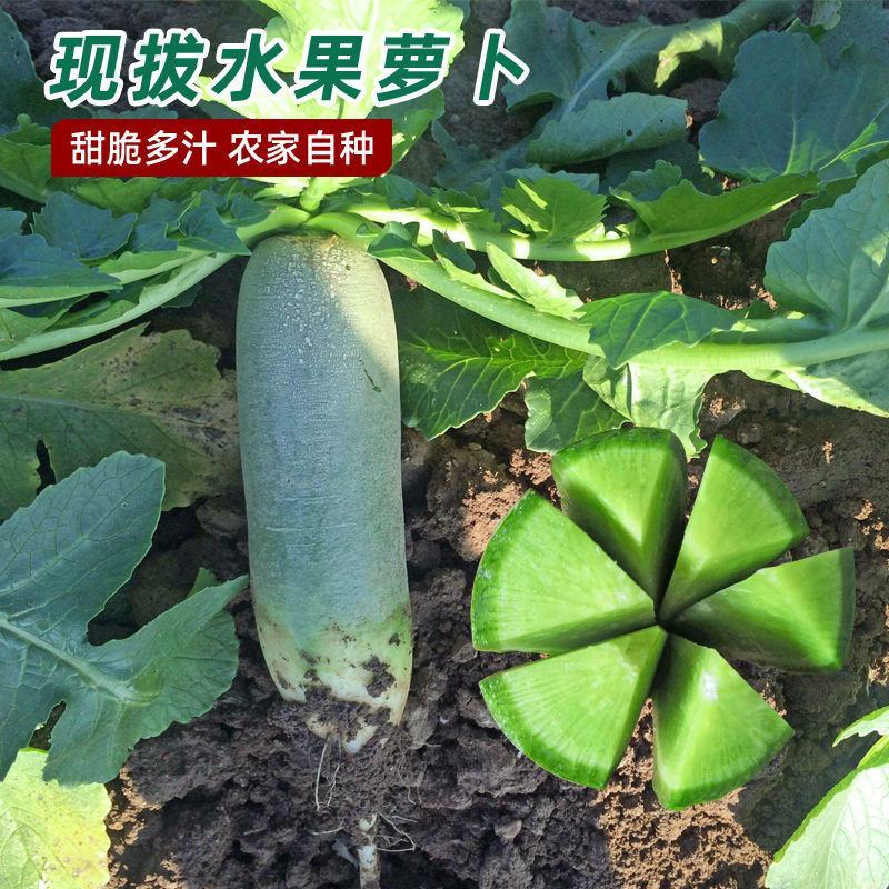 冰糖水果萝卜种子生吃脆甜农家蔬菜种孑四季播种耐热绿萝卜种