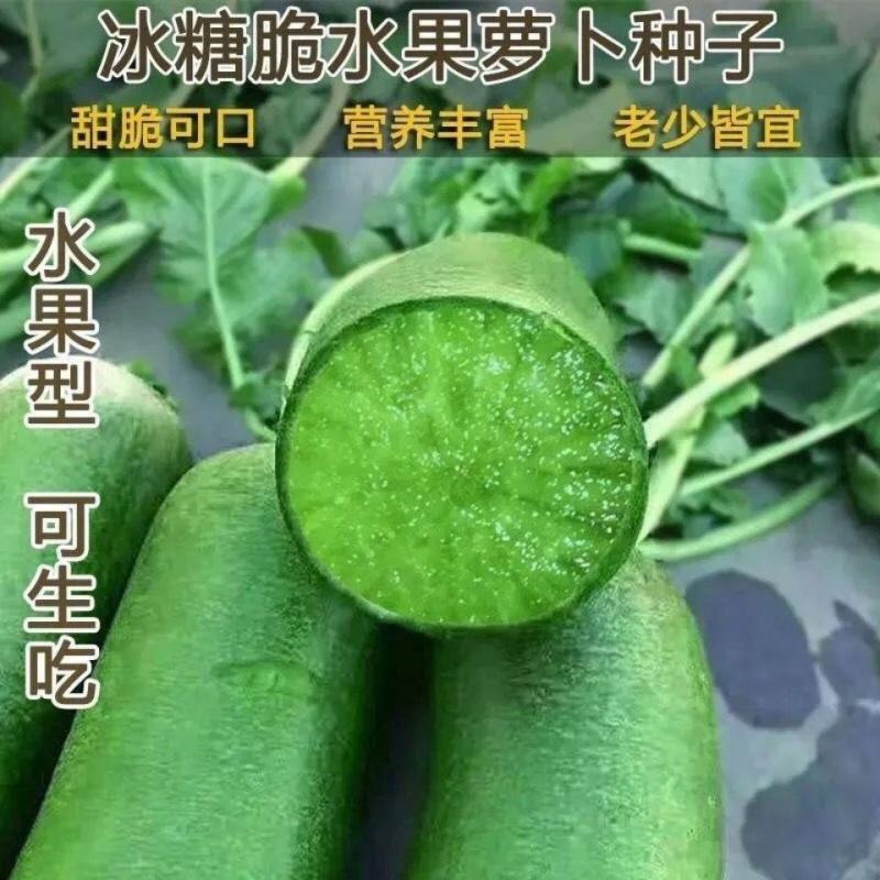 冰糖水果萝卜种子生吃脆甜农家蔬菜种孑四季播种耐热绿萝卜种