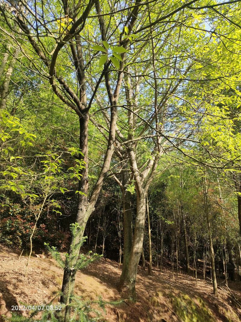 银杏树低分枝主杆树大量上市，基地直发规格齐全，欢迎联系