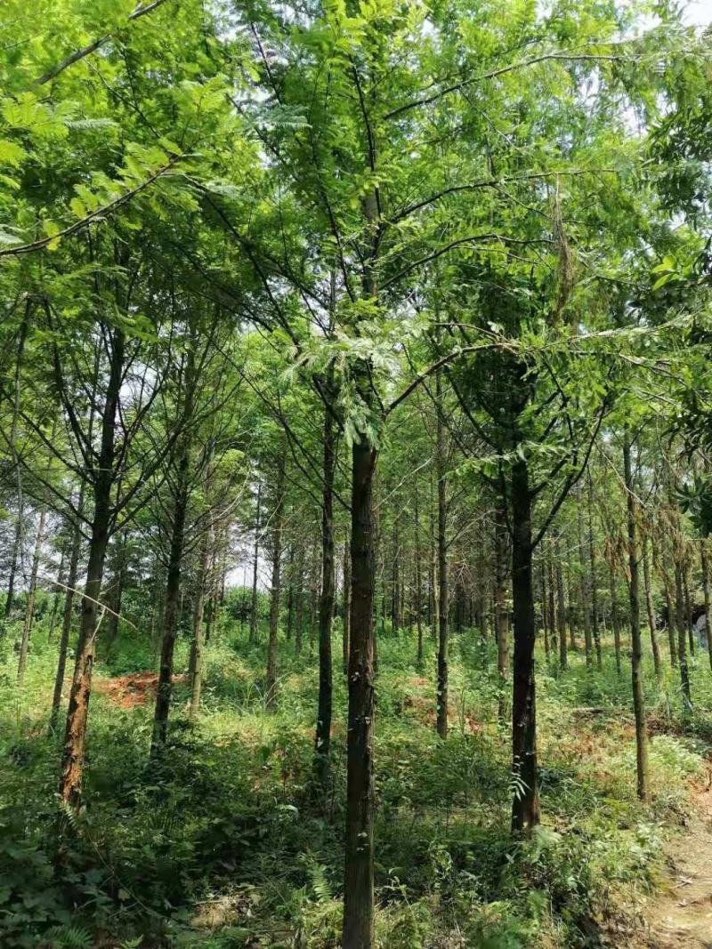 水杉，10公分12公分，14公分`15公分，16公分