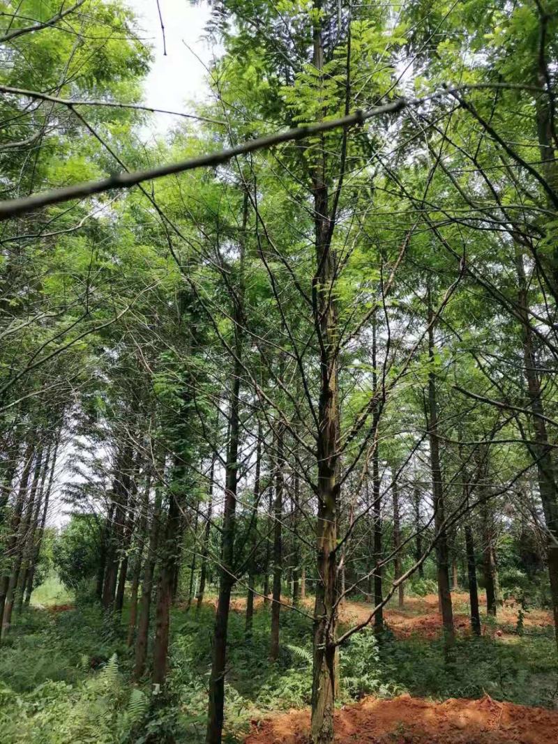 水杉，10公分12公分，14公分`15公分，16公分