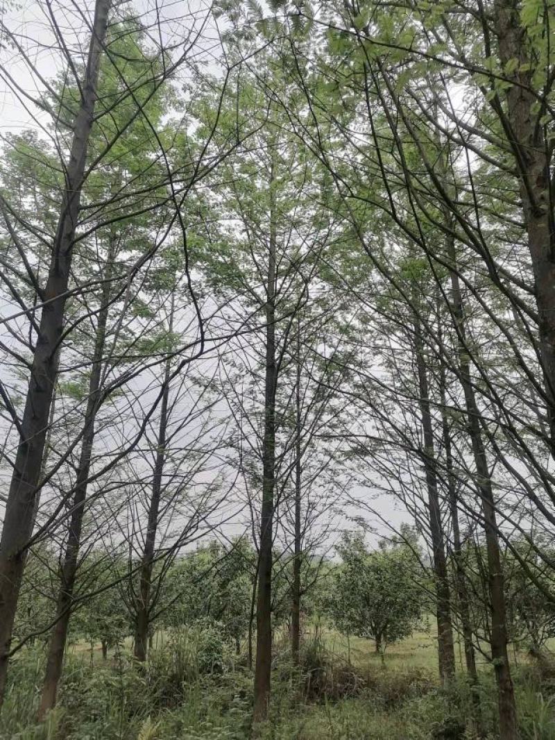 水杉，10公分12公分，14公分`15公分，16公分