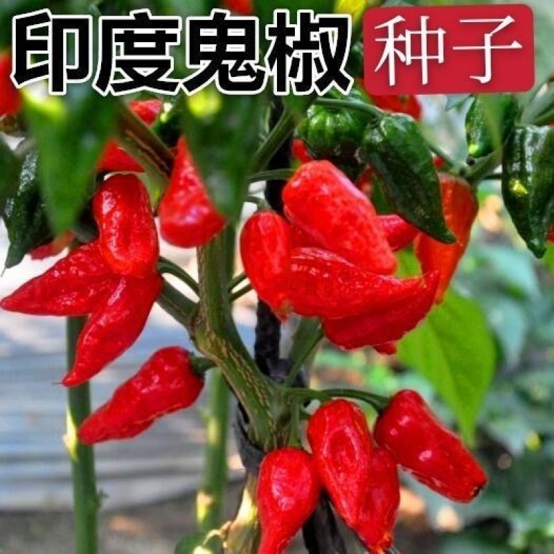 印度魔鬼椒种子辣死人不偿命超辣五彩椒断魂椒种子