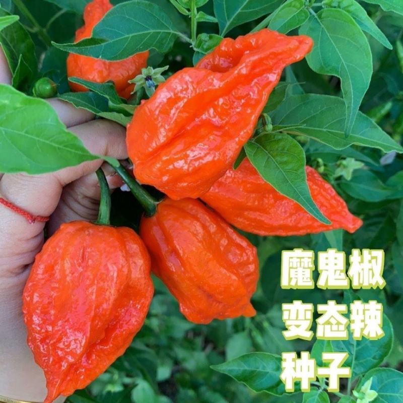 印度魔鬼椒种子辣死人不偿命超辣五彩椒断魂椒种子