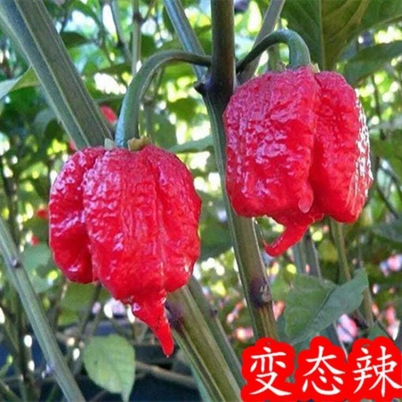 印度魔鬼椒种子辣死人不偿命超辣五彩椒断魂椒种子