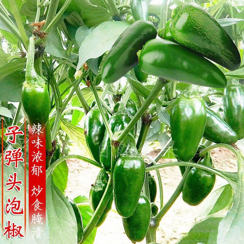 墨西哥辣椒种子泡椒种子高产蔬菜种子港椒种子