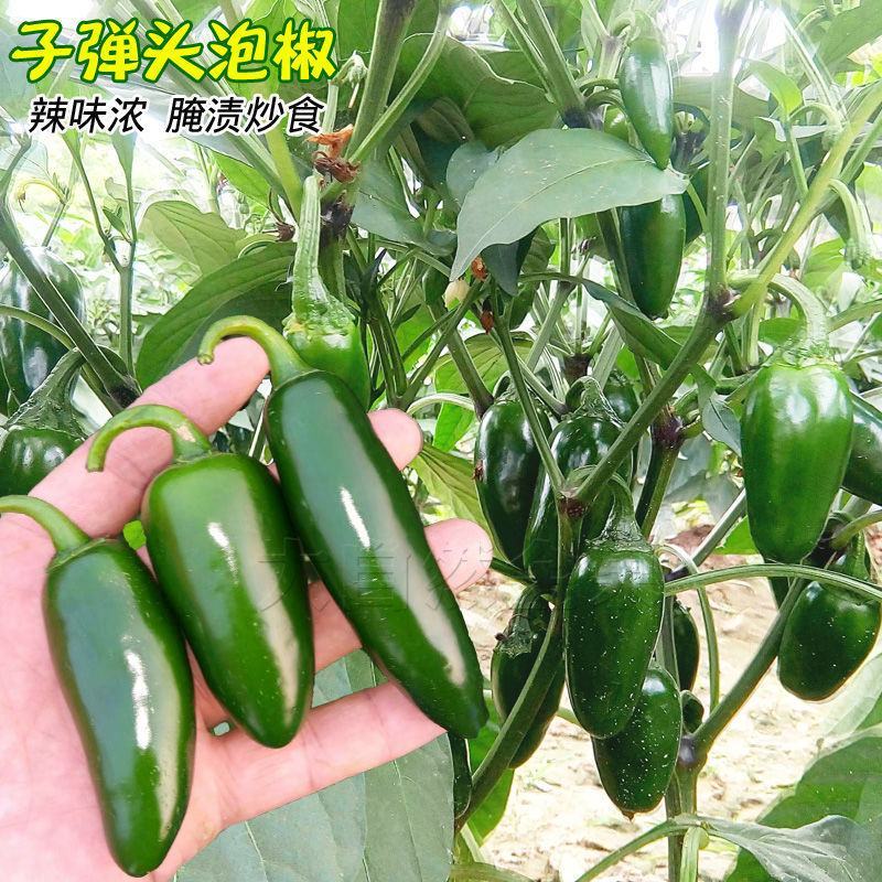 墨西哥辣椒种子泡椒种子高产蔬菜种子港椒种子