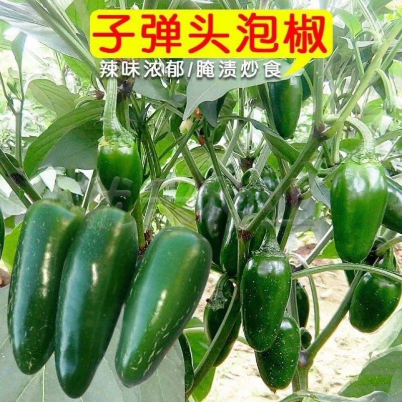 墨西哥辣椒种子泡椒种子高产蔬菜种子港椒种子