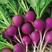 紫樱桃萝卜种子水果春秋樱桃萝卜菜籽四季种孑阳台盆栽蔬菜种