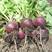 紫樱桃萝卜种子水果春秋樱桃萝卜菜籽四季种孑阳台盆栽蔬菜种