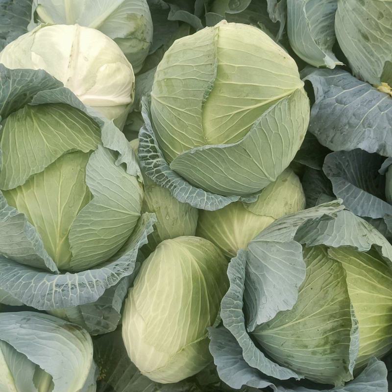 精品甘蓝，扁包菜，基地供货，量大质优，欢迎咨询