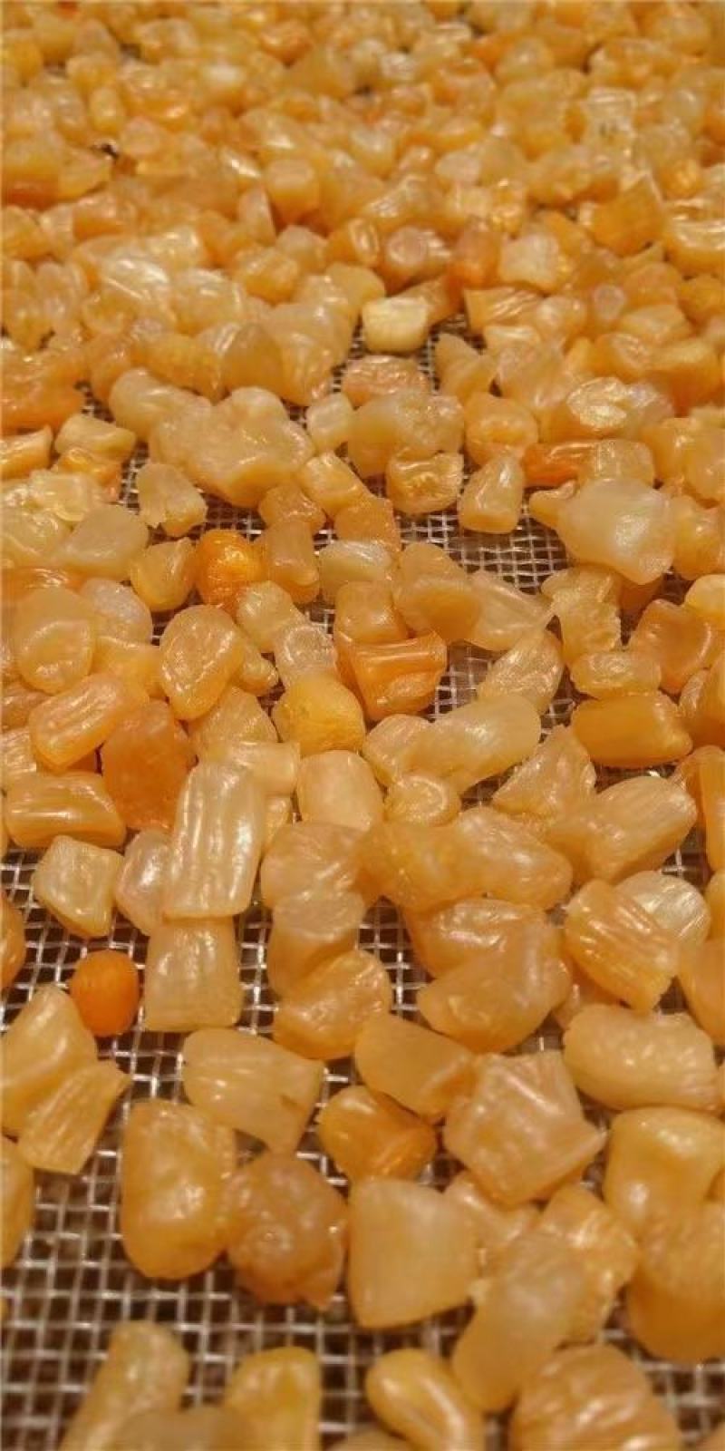 【推荐】广西生晒干贝瑶柱晶莹剔透足干鲜甜活螺取柱无盐淡干