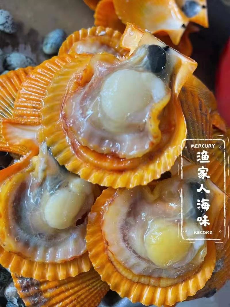 【推荐】广西生晒干贝瑶柱晶莹剔透足干鲜甜活螺取柱无盐淡干