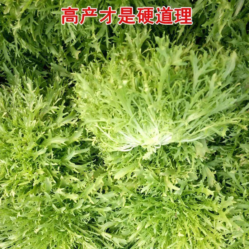 黄心细叶苦苣种子苦菊种子庭院阳台盆栽蔬菜籽牛奶菜四季播种