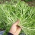 黄心细叶苦苣种子苦菊种子庭院阳台盆栽蔬菜籽牛奶菜四季播种