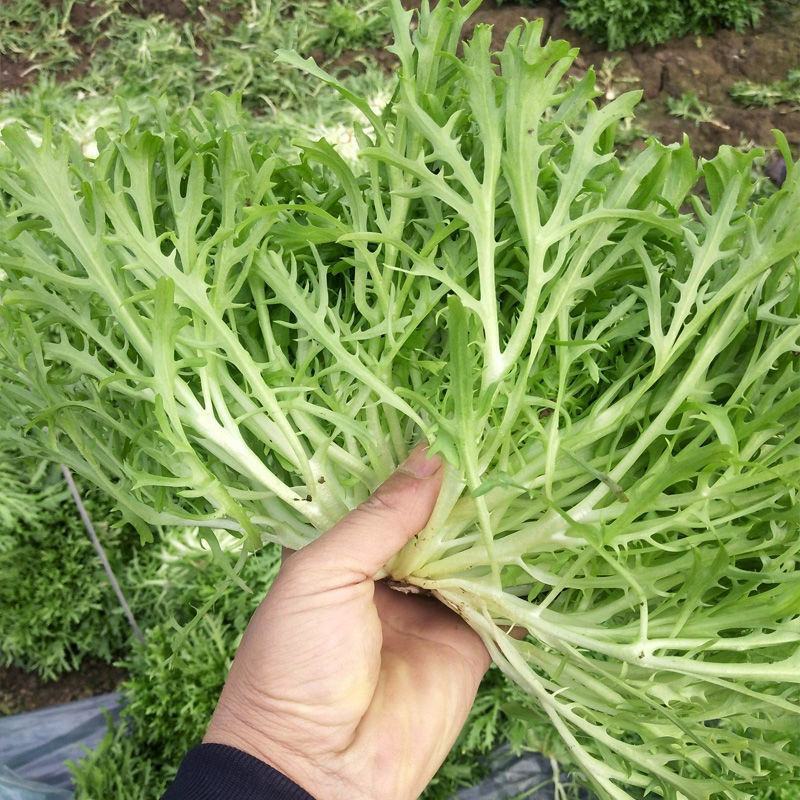 黄心细叶苦苣种子苦菊种子庭院阳台盆栽蔬菜籽牛奶菜四季播种