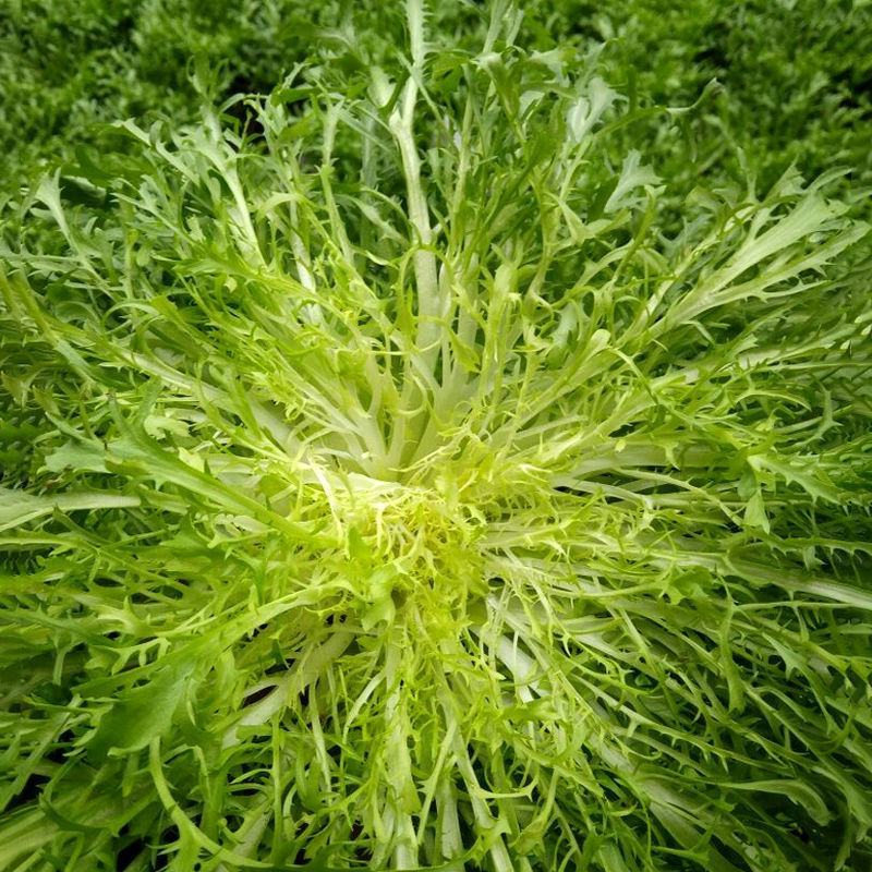黄心细叶苦苣种子苦菊种子庭院阳台盆栽蔬菜籽牛奶菜四季播种