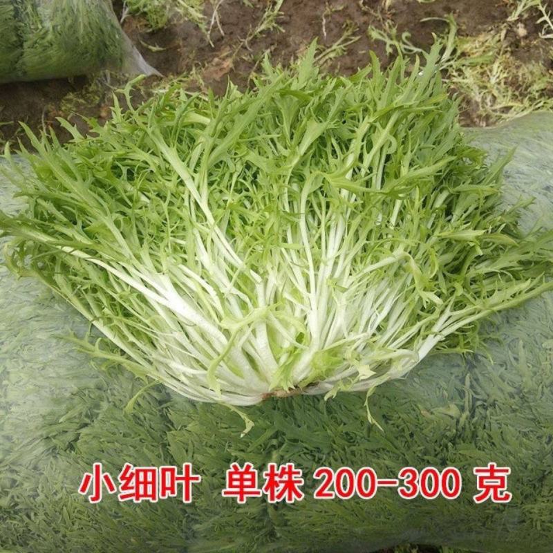 黄心细叶苦苣种子苦菊种子庭院阳台盆栽蔬菜籽牛奶菜四季播种