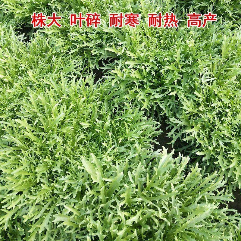 黄心细叶苦苣种子苦菊种子庭院阳台盆栽蔬菜籽牛奶菜四季播种
