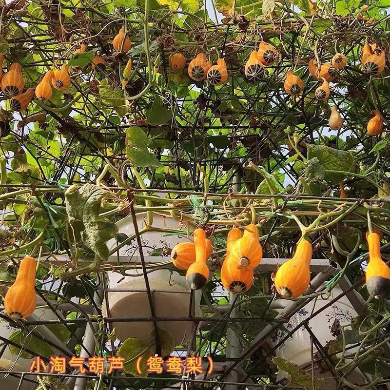 鸳鸯梨观赏南瓜种子爬藤蔬菜葫芦种孑四季阳台盆栽蔬菜种籽植