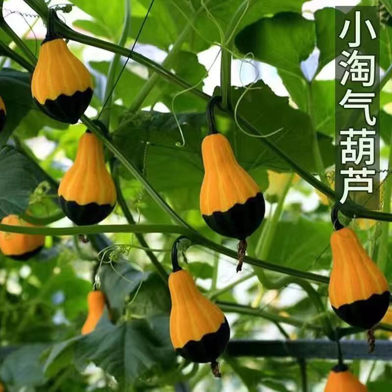 鸳鸯梨观赏南瓜种子爬藤蔬菜葫芦种孑四季阳台盆栽蔬菜种籽植