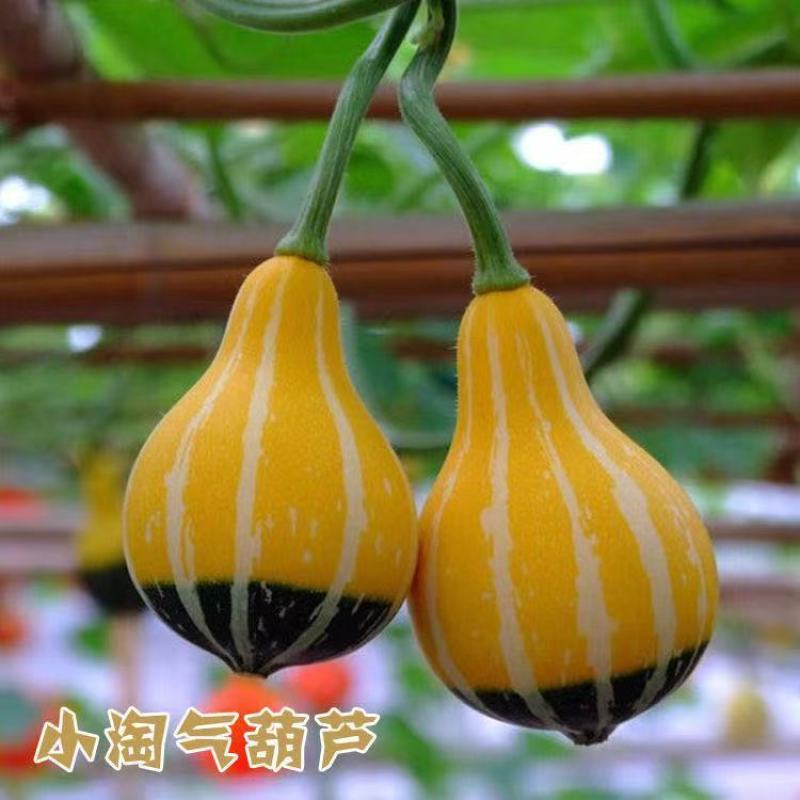 鸳鸯梨观赏南瓜种子爬藤蔬菜葫芦种孑四季阳台盆栽蔬菜种籽植